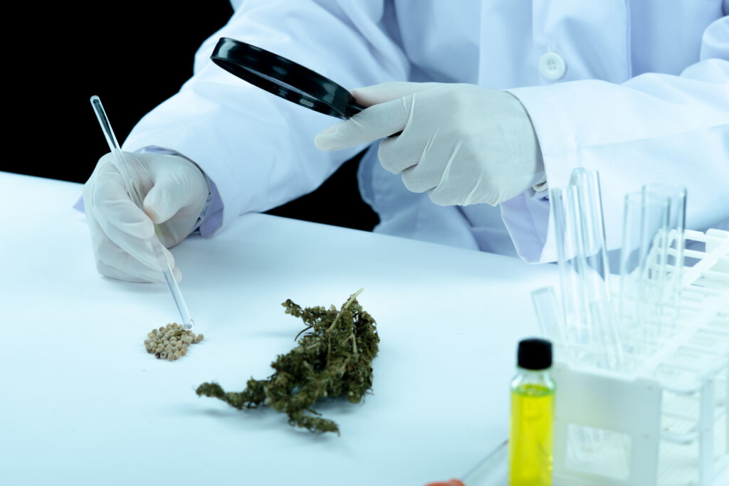 lab worker offer patient medical marijuana and oil.